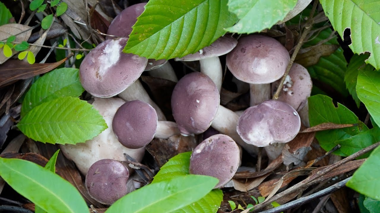 Cây nấm Tràm