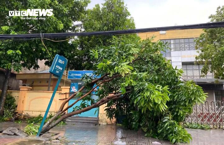 Cây xanh bị quật nằm ngả nghiêng.